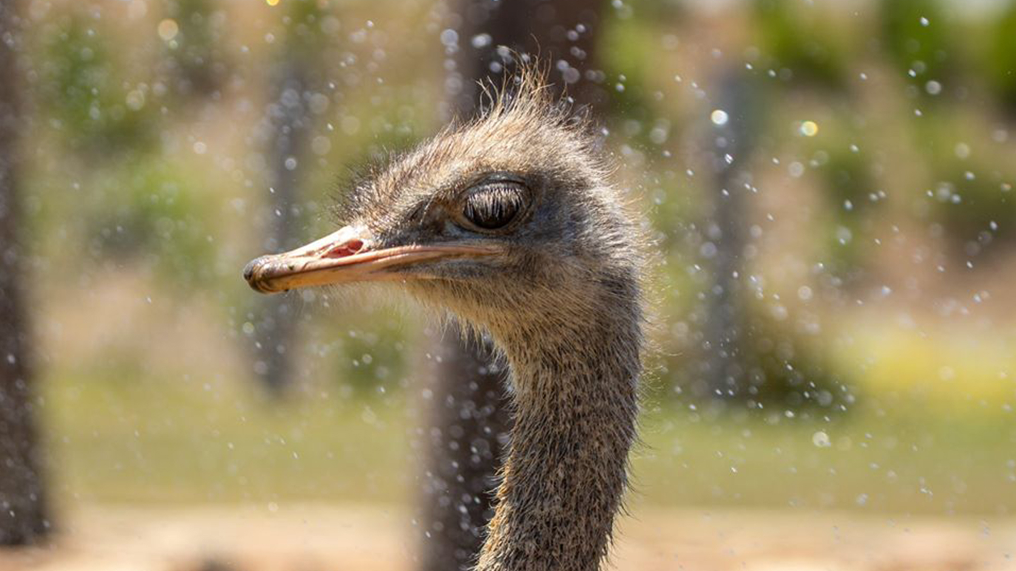 Sydney Zoo