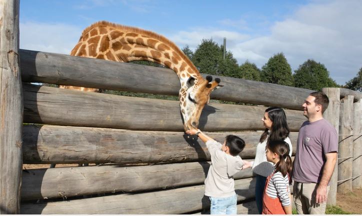 See Eyelean the Giraffe at Sydney Zoo in Easter School holidays